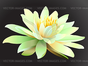 Lotus flower on dark background - vector image