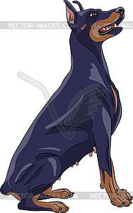  Doberman pinscher - vector clipart