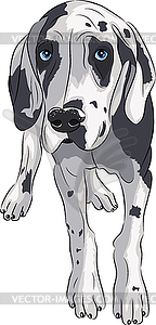  Puppy of Great Dane - vector image