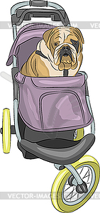  English bulldog in stroller - vector clipart