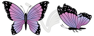 Colorful Butterfly - vector clip art