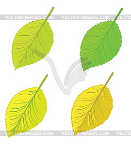 Leaves set - color vector clipart