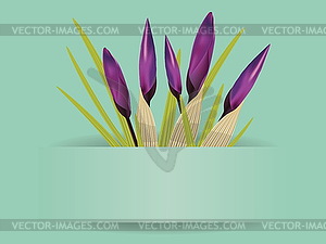 Bouquet of crocuses - vector clip art