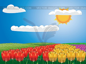 Tulip field - vector clip art