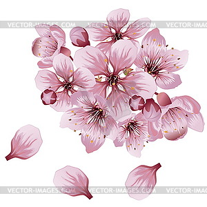 Soft Pink Sakura Flowers - vector clip art