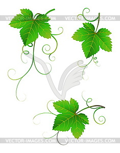 Виноградные листья - векторизованное изображение
