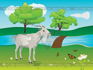 Goat and Green Lawn - vector clip art