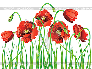 Poppy with Grass - vector clipart