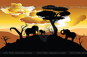 African Sunset with Elephant - vector image