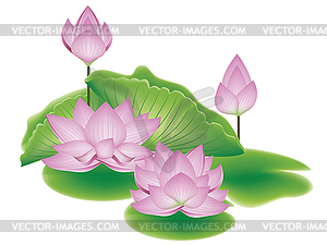 Lotus Flower with Leaves - vector clipart