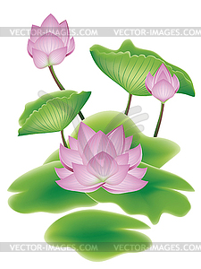 Lotus Flower with Leaves - vector clipart