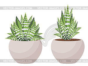 Succulent in Pot - vector image