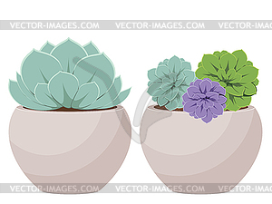 Succulent in Pot - vector image