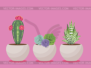Succulent in Pot - vector clipart
