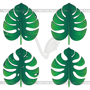 Green Monstera Leaves - vector clipart / vector image