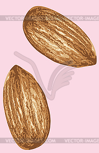 Almond seed design - vector clipart