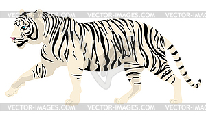 Walking white tiger - vector clipart