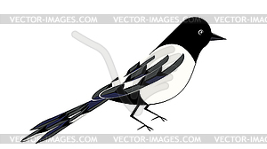 Cartoon magpie bird - vector image