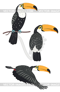 Toucan tropical bird - vector image