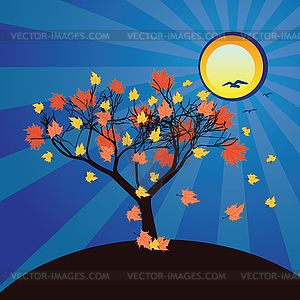 Осенний клен и голубое небо. - рисунок в векторном формате