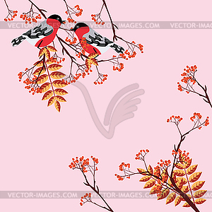 Bullfinch on rowan - vector clip art