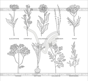 Лечебные травы указан. Hannddrawn Стиль - изображение в формате EPS