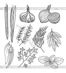 Culinary Herbs and Spices. Vintage  - vector clipart