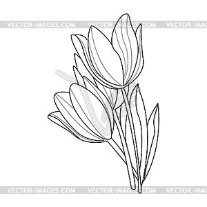 Tulip Flowers Sketch - vector image