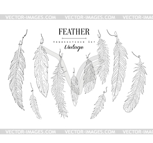 Feathers Collection Vintage Sketch - vector clip art