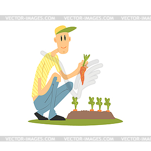 Guy Picking Carrots - vector image