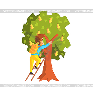 Guy Hand Picking Pears With Ladder - vector clip art