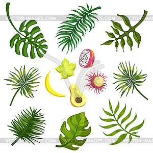 Тропические листья и плоды - иллюстрация в векторе