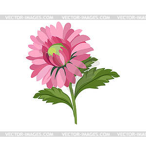 Aster Realistic - vector clipart