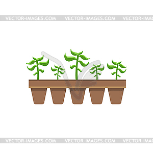 Five Plants In Pots - vector image