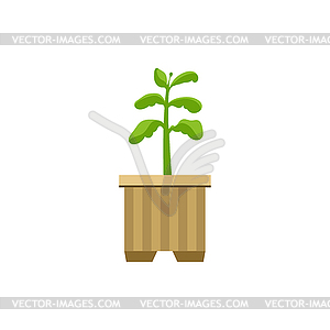 Sprout in Crate - vector image