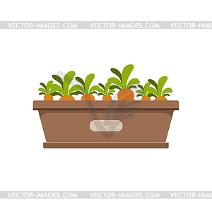 Carrots Growing In Crate - vector clipart