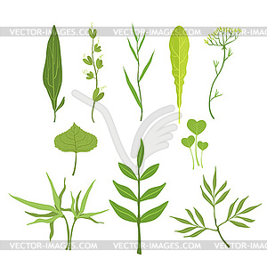 Trees And Plants Leaves Set - royalty-free vector clipart