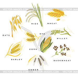 Cereal Plants With Names Set - vector clipart