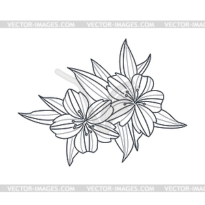 Wild Flower Monochrome Drawing For Coloring Book - vector image