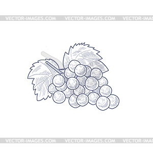 Fresh Grapes Artistic Sketch - vector clipart