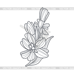 Daffodil Flower Monochrome Drawing For Coloring Book - royalty-free vector clipart