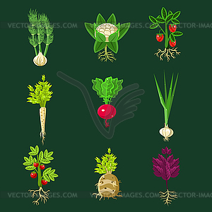 Fresh Vegetable Plants With Roots Collection - vector clipart