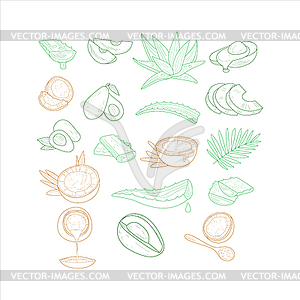 Авокадо, алоэ и кокосового ореха различных углов - изображение в векторном виде
