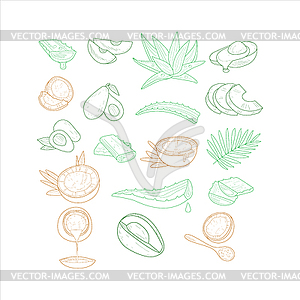 Avocado, Aloe And Coconut of Different Angles - vector image