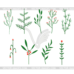 Decorative Twigs, Brush Plants - vector clipart