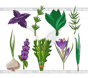 Set of 9 herbs - vector clipart