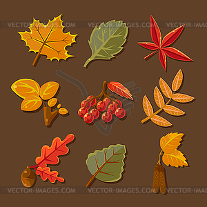 Set of colorful autumn leaves - vector clipart