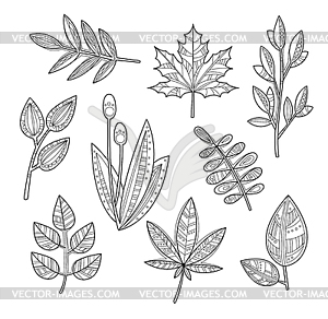Set of Leaves and Branches in Handdrawn Style, - vector clipart / vector image