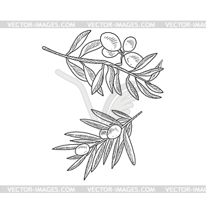 Two Olive Branches Realistic Sketch - vector clip art