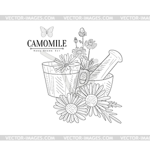 Camomile Tea, Pestle And Mortar Realistic Sketch - vector clip art